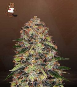 Shiskaberry Strain Feminized Marijuana Seeds
