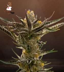 Shiskaberry Kush Feminized Marijuana Seeds