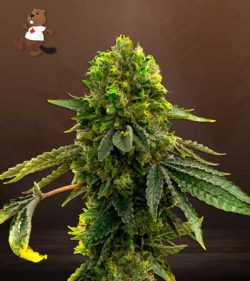 Shiskaberry Punch Strain Feminized Marijuana Seeds
