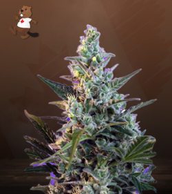 Skunk Strain Feminized Fast Version Marijuana Seeds