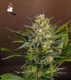 Skunk Strain Feminized Marijuana Seeds