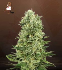 Skunk#1 Strain Autoflowering Feminized Marijuana Seeds