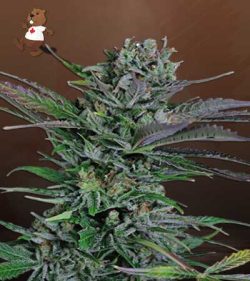 Somango Strain Feminized Marijuana Seeds