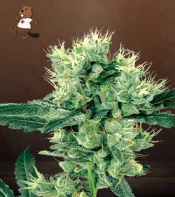 Stardawg Strain Feminized Marijuana Seeds