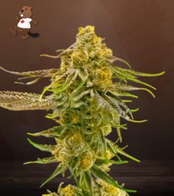 Strawberry Banana Cheese Strain Feminized Marijuana Seeds