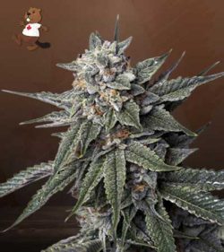 Strawberry Banana Strain Feminized Marijuana Seeds