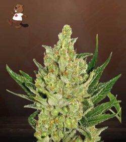 Strawberry Cheese Strain Autoflowering Feminized Marijuana Seeds
