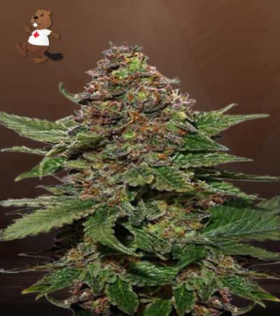 BUY Strawberry Cough Feminized Marijuana Seeds | Beaver Seed