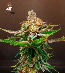 Strawberry Strain Feminized Marijuana Seeds