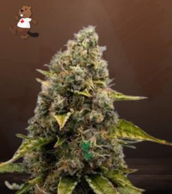 Strawberry Kush Feminized Marijuana Seeds