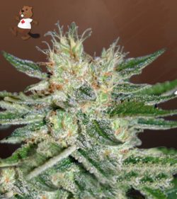 Sugar Black Rose Strain Feminized Marijuana Seeds