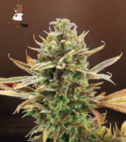 Super Critical Strain Feminized Marijuana Seeds