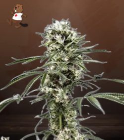 Super Lemon Haze Feminized Marijuana Seeds