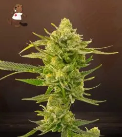 Super Skunk Strain Autoflowering Feminized Marijuana Seeds