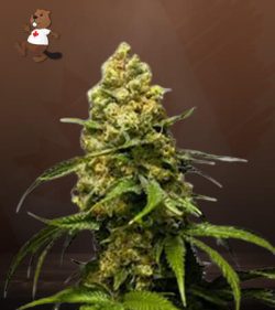 Super Skunk Strain Feminized Marijuana Seeds