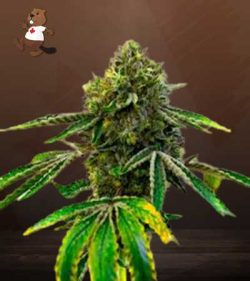 Sweet Tooth Strain Autoflowering Feminized Marijuana Seeds