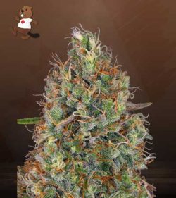 Sweet Tooth Strain Regular Marijuana Seeds