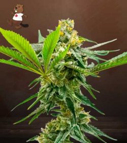 Sweet Island Strain Feminized Marijuana Seeds