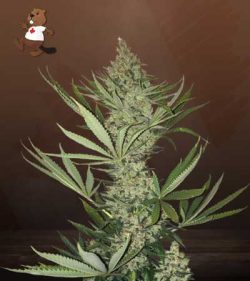 Tangerine Strain Autoflowering Feminized Marijuana Seeds