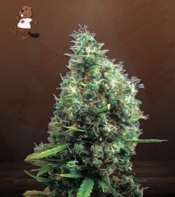 Tijuana Strain Feminized Marijuana Seeds