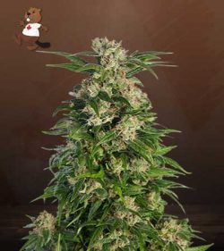 Trainwreck Strain Feminized Marijuana Seeds