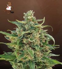 Triple XL Strain Autoflowering Feminized Marijuana Seeds