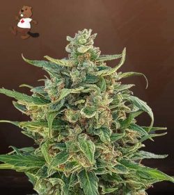 Triple XL Strain Autoflowering Feminized Marijuana Seeds