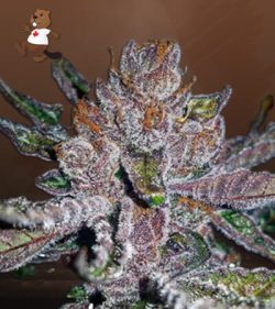 Tropicana Cookies Purple Strain Feminized Marijuana Seeds