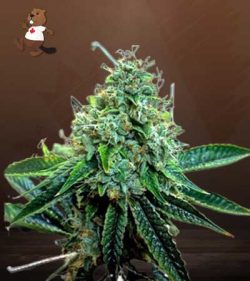 True OG Strain Feminized Marijuana Seeds