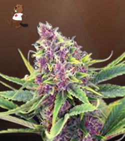 Ultra Violet OG Strain Feminized Marijuana Seeds