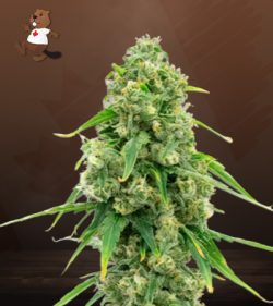 Wedding Cake Strain Autoflowering Feminized Marijuana Seeds