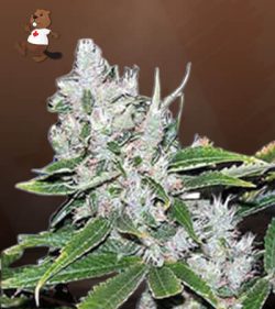 White Amnesia Strain Feminized Marijuana Seeds
