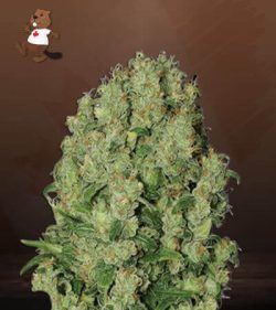 White Russian Strain Fast Version Marijuana Seeds
