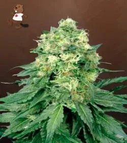 White Widow Strain Regular Marijuana Seeds