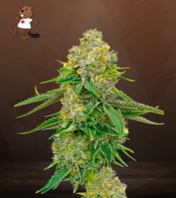 Yumbolt Strain Autoflowering Feminized Marijuana Seeds