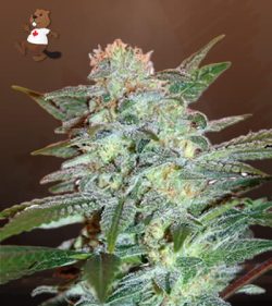 Yumbolt Strain Feminized Marijuana Seeds