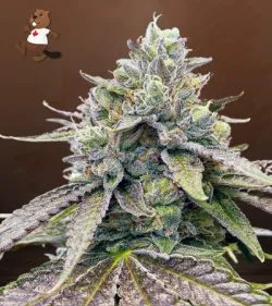 Zkitllez Strain Autoflowering Feminized Marijuana Seeds
