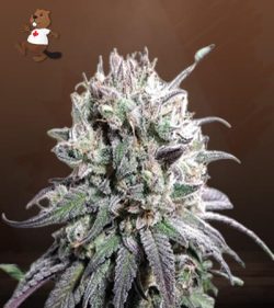 Zombie D.F. Strain Feminized Marijuana Seeds