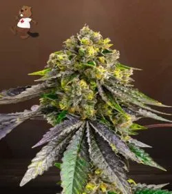 Afghan Strain Autoflowering Feminized Marijuana Seeds