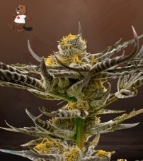 Afghan Kush Feminized Marijuana Seeds