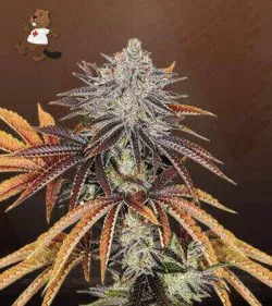 Alien Technology Strain Regular Marijuana Seeds