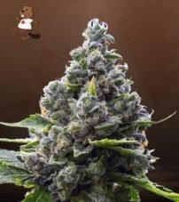 Amnesia Blue Head Band Strain Feminized Marijuana Seeds