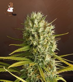 Amnesia Strain Feminized Marijuana Seeds