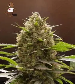 Amnesia Kush Feminized Marijuana Seeds