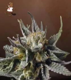 BC God Bud Strain Regular Marijuana Seeds
