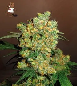 Big Bud Strain Feminized Marijuana Seeds