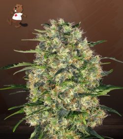 Black Domina Strain Feminized Marijuana Seeds