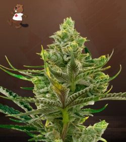 Black Widow Strain Feminized Marijuana Seeds