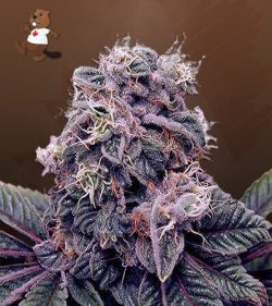 Blackberry Kush Feminized Marijuana Seeds