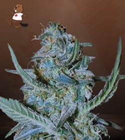 Blue Cheese Strain Feminized Marijuana Seeds